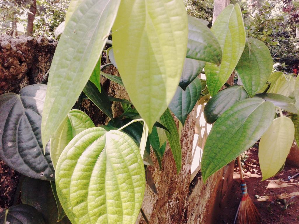 Bluesky Guest House Dambulla Ngoại thất bức ảnh
