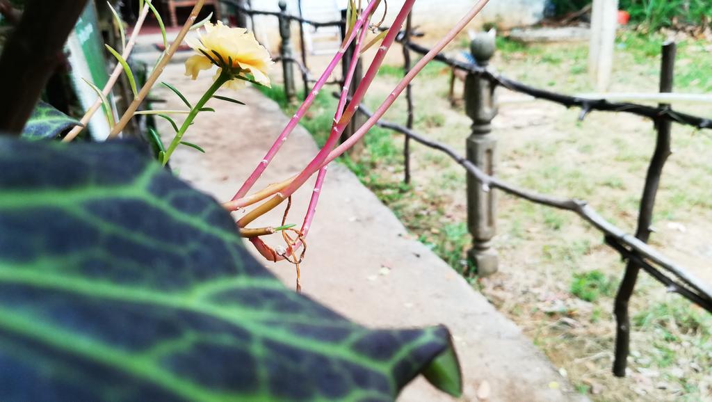Bluesky Guest House Dambulla Ngoại thất bức ảnh